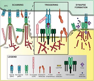 T-Cell Mechanobiology: Force Sensation, Potentiation, and Translation